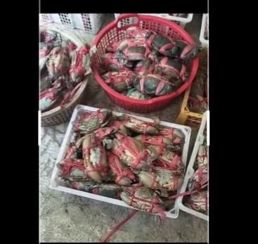 hasil tangkapan petani tambak