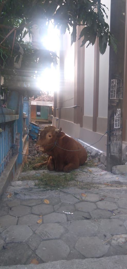 PENYEMBELIHAN HEWAN QURBAN HARI RAYA IDUL ADHA DI DESA BERAHAN WETAN