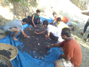 pilih kopi salah satu kegiatan live in kampung kb