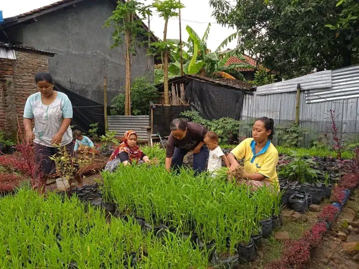 panen tanaman kangkung dan bayam merah organik