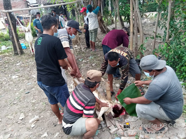 Penyembelihan kambing untuk qurban