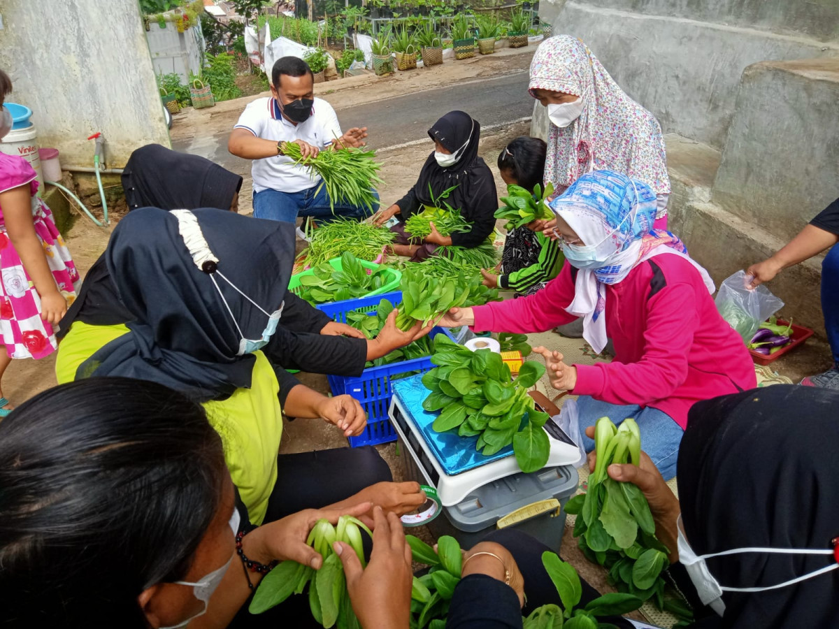 Lurah Jomblang bapak Yulistiono SE beserta ibu ibu anggota KWT Sinar Surya RW 9 Jomblang sedang memilah sayuran hasil panen