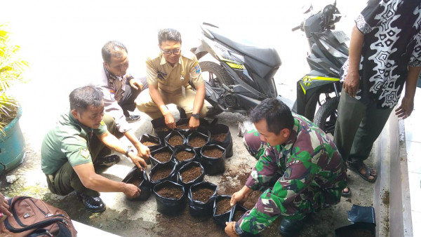 Pembuatan penyemaian sayuran tabulapot