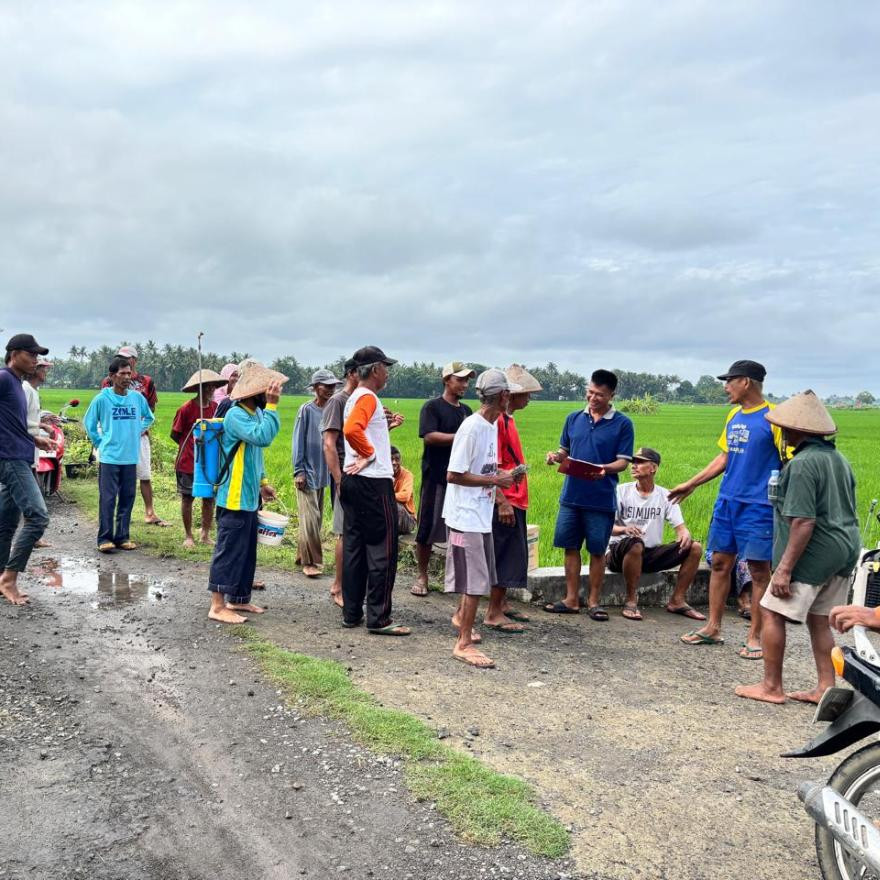 Pengendalian Wereng Di Bulak Kulon Gandu