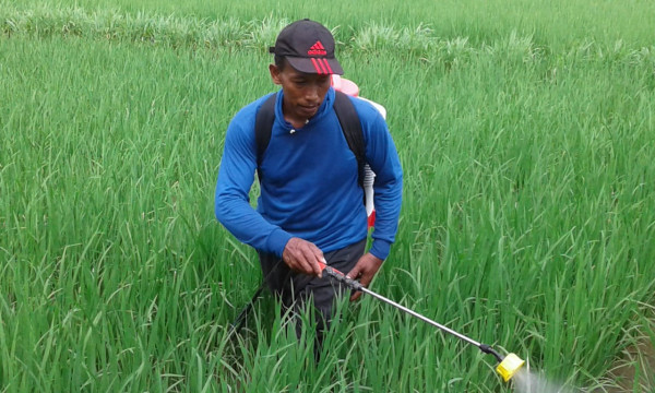 Ketua Kelompok Tani melaksanakan penyemprotan