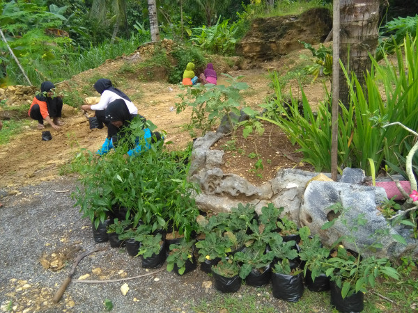 BKL Ngudi Waluyo menanam tanaman obat keluarga