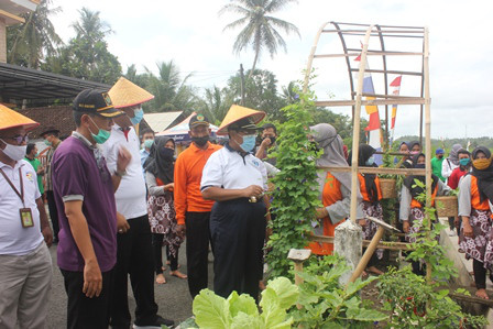 Bupati dan Wakil Bupati Kulon Progo melaksanakan wiwitan dan panen raya Jagung