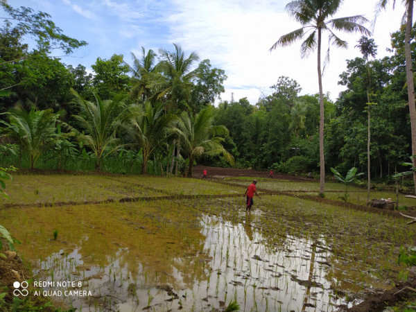 Lahan sawah cetak di Padukuhan Kroco, Sendangsari, Pengasih