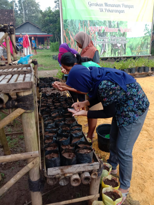 OPTIMALISASI LAHAN PEKARANGAN, KWT MAWAR LESTARI LAKUKAN PEMBIBITAN