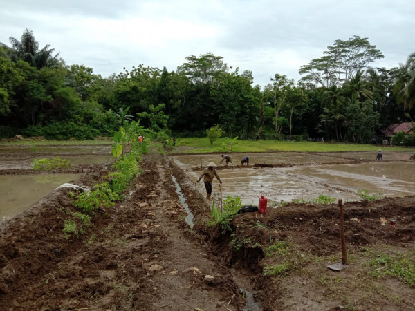 PETANI SAWAH CETAK BERSERI, ADA HARAPAN PADI ESOK HARI