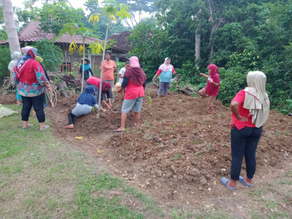 Lahan kosong yang ditanamani bibit cabe dan terong