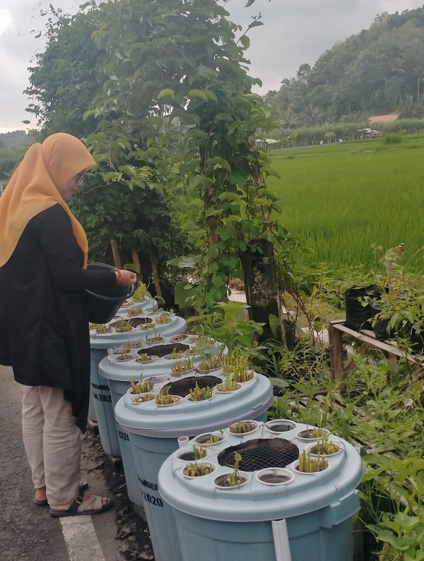 Ketua Kelompok Wanita Tani Mawar Lestari memberi makan lele program budikdamber