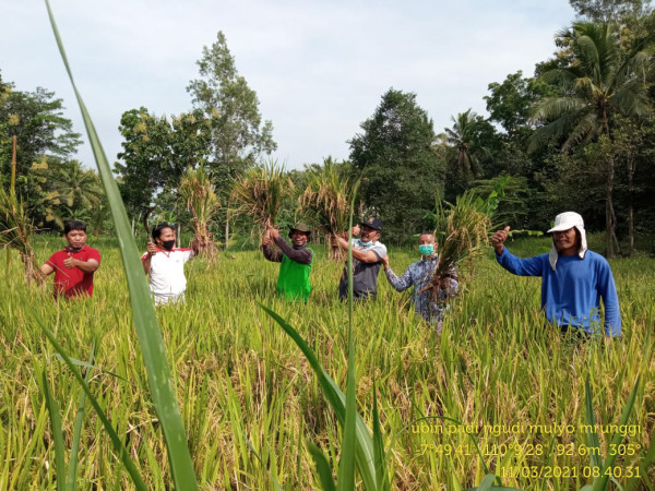 Panen Perdana Padi Inpanri Nutri ZInc KT Ngudi Mulyo