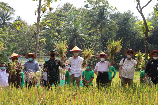 Komisi IV DPR RI, Kementan dan Bupati Kulon Progo Panen Perdana di Lahan Cetak Sawah Baru Paingan