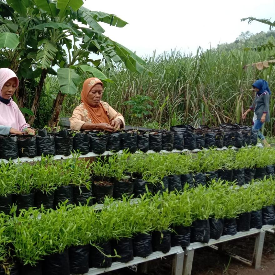 Bulan Ramadhan, Mawar Lestari tetap Eksis Menjaga Ketahanan Pangan