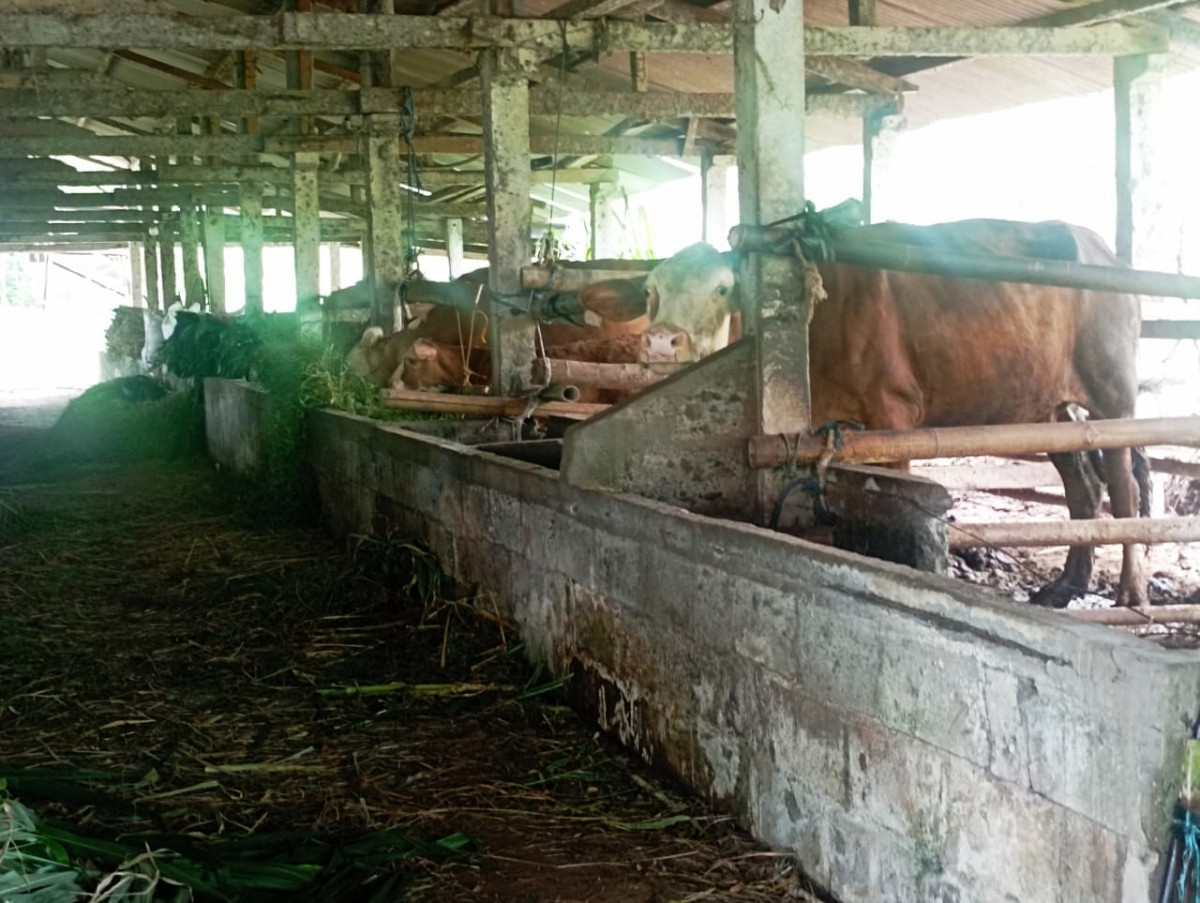 peternakan sapi dari kelompok ternak ngudi rejo