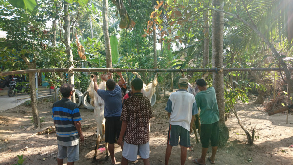 Penyembelihan Hewan Qurban di Dusun Gumulan