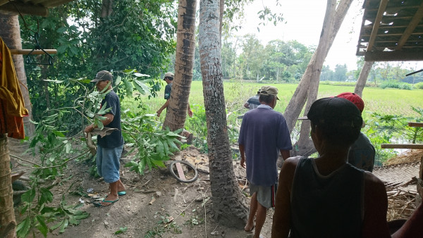 Penebangan Pohon Sebagai Upaya Pembuatan Jalan Baru di Dusun Gumulan