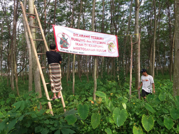 Pemasangan benner di hutan sengon