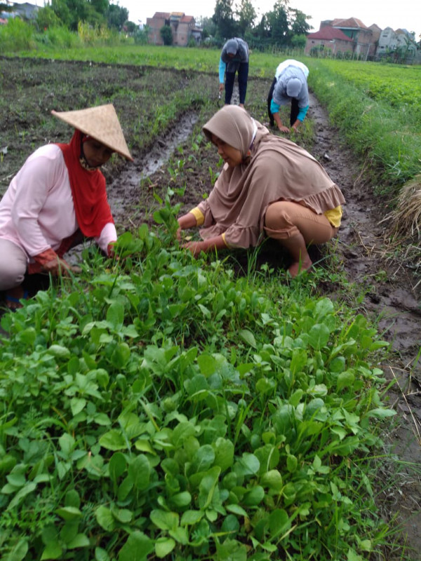 Penanaman sayur kwt lestari