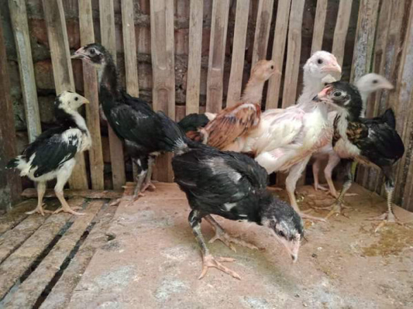Usaha Kecil Ternak Ayam warga