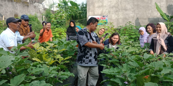 Seksi Lingkungan, Panen Sayur-sayuran perdana di KWT PKK  padukuhan Kayen 