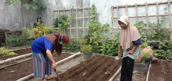 KWT Joho mandiri menanam kangkung 