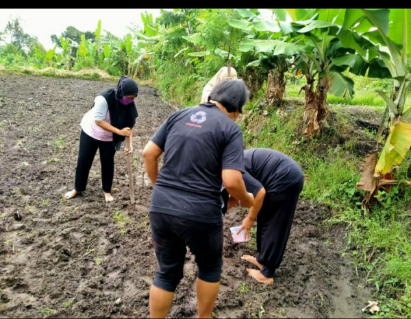 Seksi Lingkungan, Kwt sri rejeki pondok mulai aktif kembali nanam benih kacang tanah