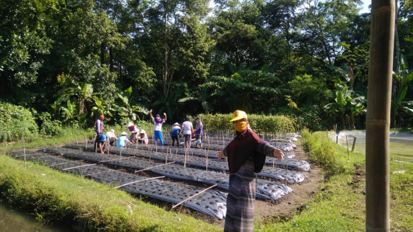 Kwt lembayung kayen di lahan menanam bawang merah 