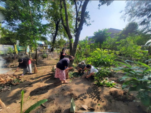 Giat pagi ibu2 rt 07, panen laos, di Padukuhan Gandok