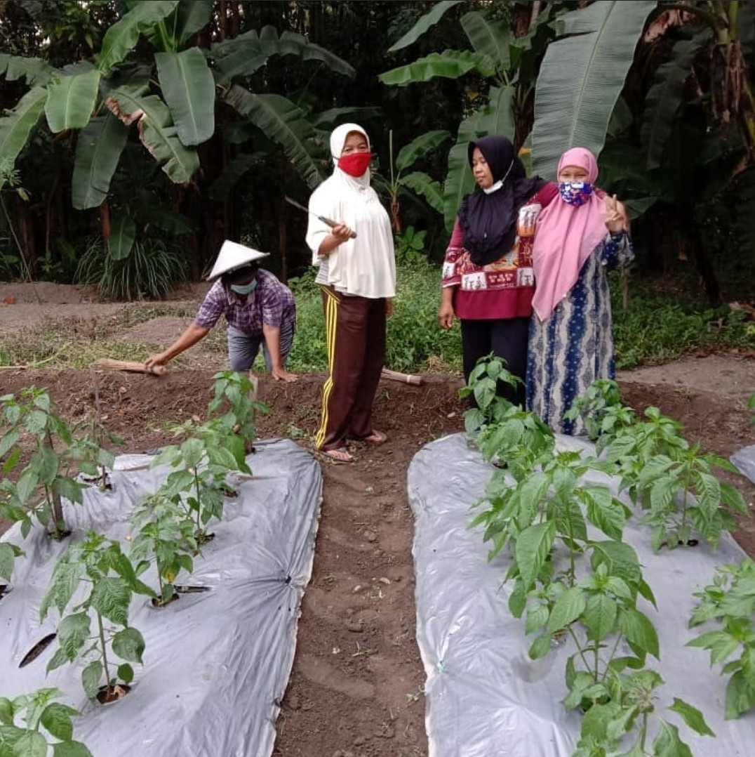 Giat kwt lembayung jum'at 21-8-2021 nyirami tanaman cabe/lombok