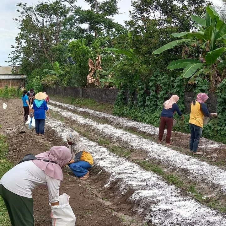 Gotong royong KWT KUNTANI Pafukuhan Manukan..