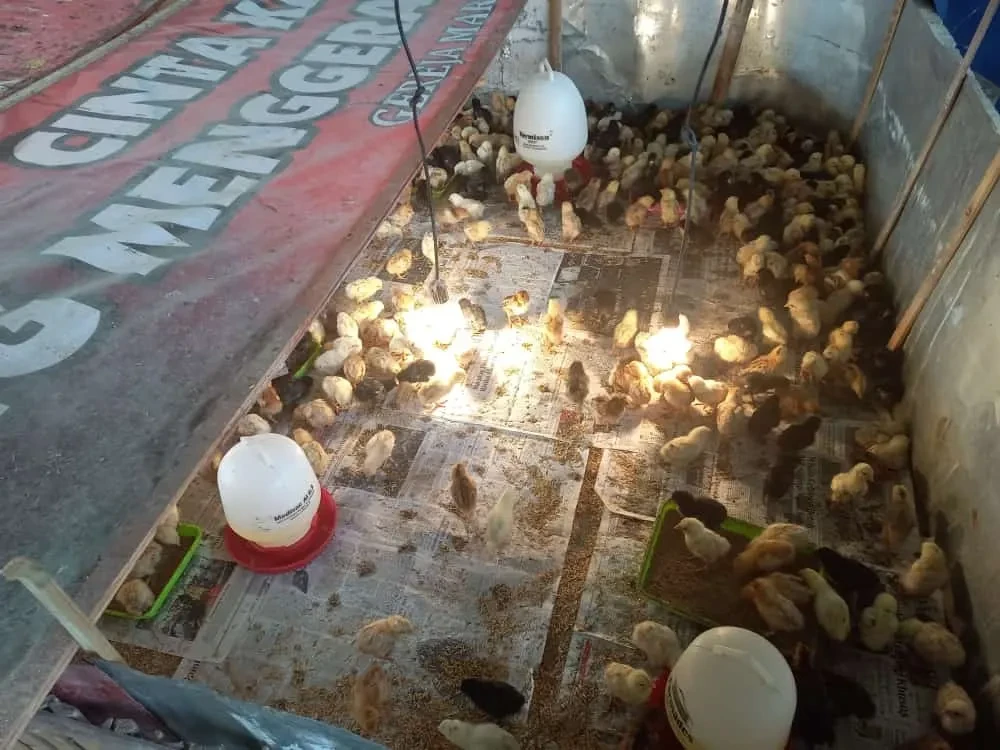 pemberian makan dan minum ayam joper di KWT KUNTANI...di lsksanakan pagi dan sore...