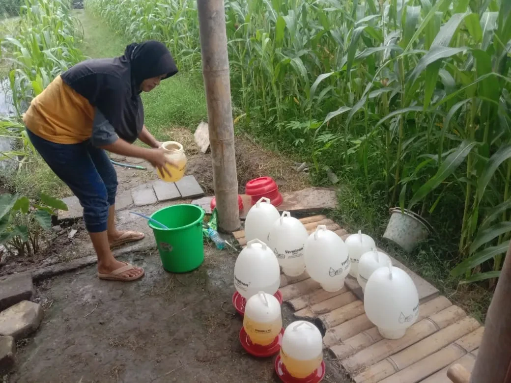 Pemberian vaksin dan  penggantian minum ...pemberian pakan di kandang ayam Joper KWT KUNTANI