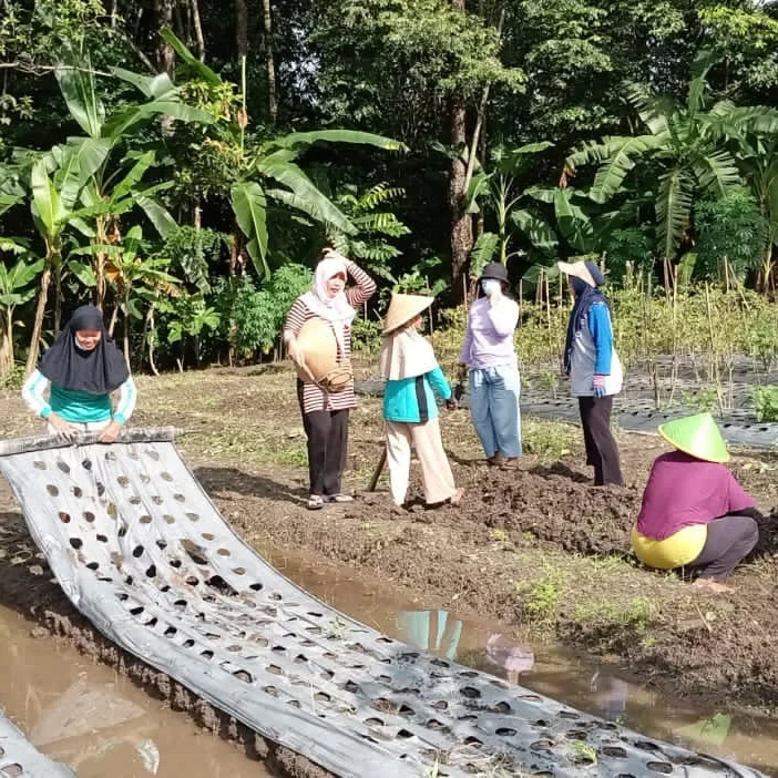 Kwt lembayung kayen  giat di lahan merombak  tanaman mbayung dan gulung mulsa  benahi galengan   minggu  tgl 8 jan 2023 jam 7 30 sd selesai di lahan kwt  Lembayung kayen