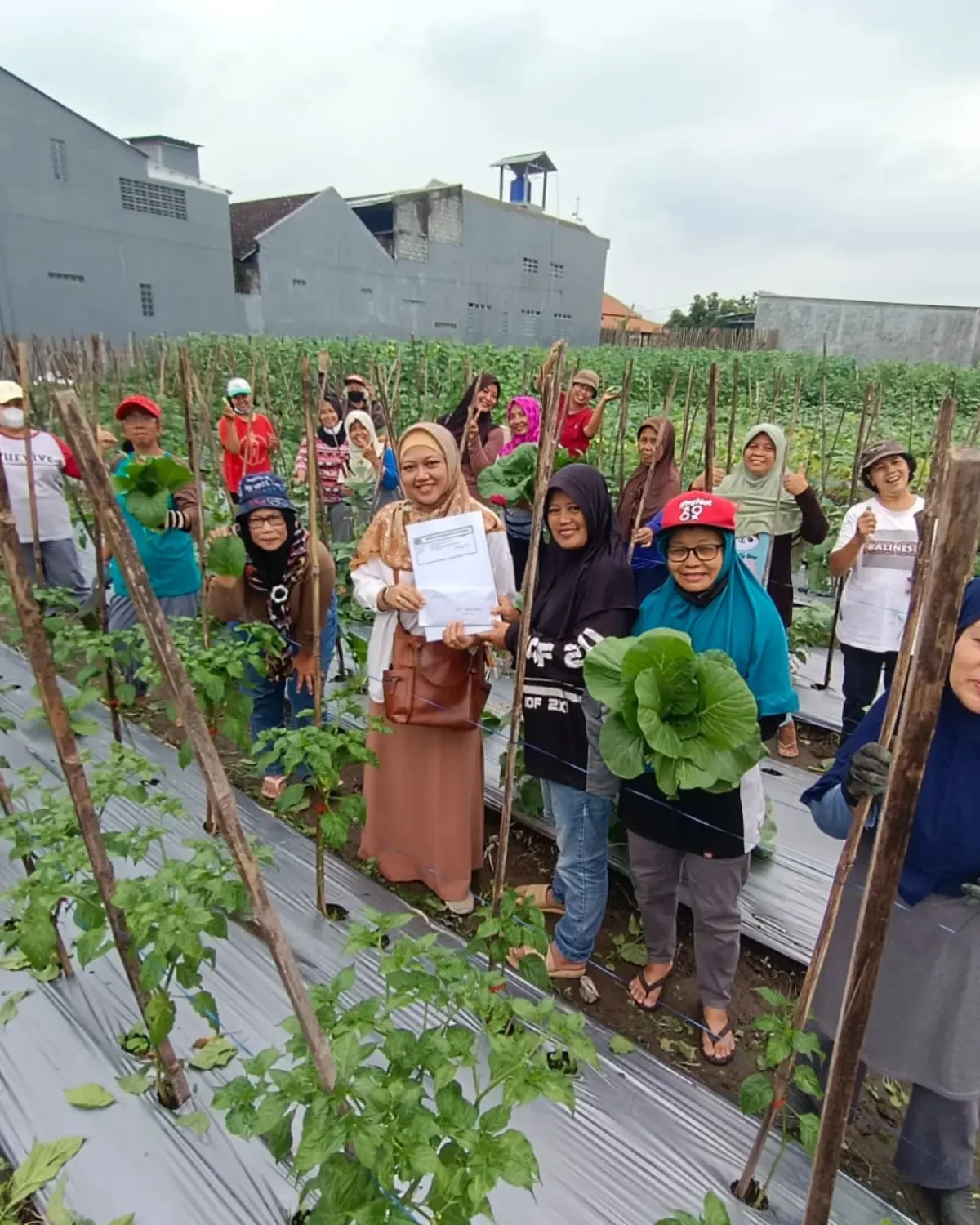 Senin , 30/01/2023 , menerima bantuan dari UMY sebesar 5 juta rupiah dan kerawuhan bpk PPL Kapanewon Depok , Jam 16.00 sampai jam:17.30 dilokasi kebun KWT Srikandi Mandiri Gejayan Condongcatur.