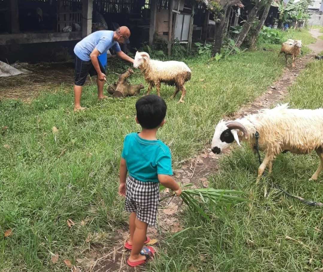 Belajar kasih makan kambing di klompok ternak sembada