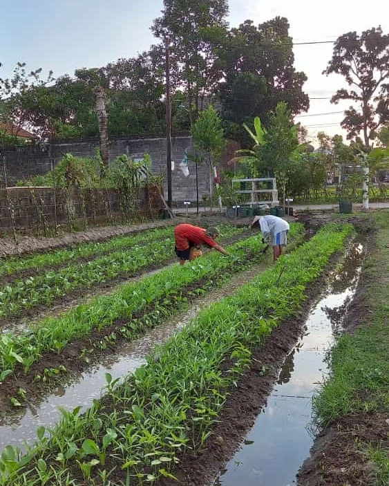 Giat Pagi KWT    KUNTANI di Padukuhan Manukan