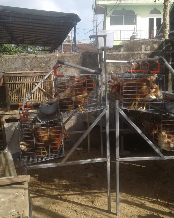 Bantuan Ayam dari Dinas utk di pelihara oleh KWT Lestari Gempol