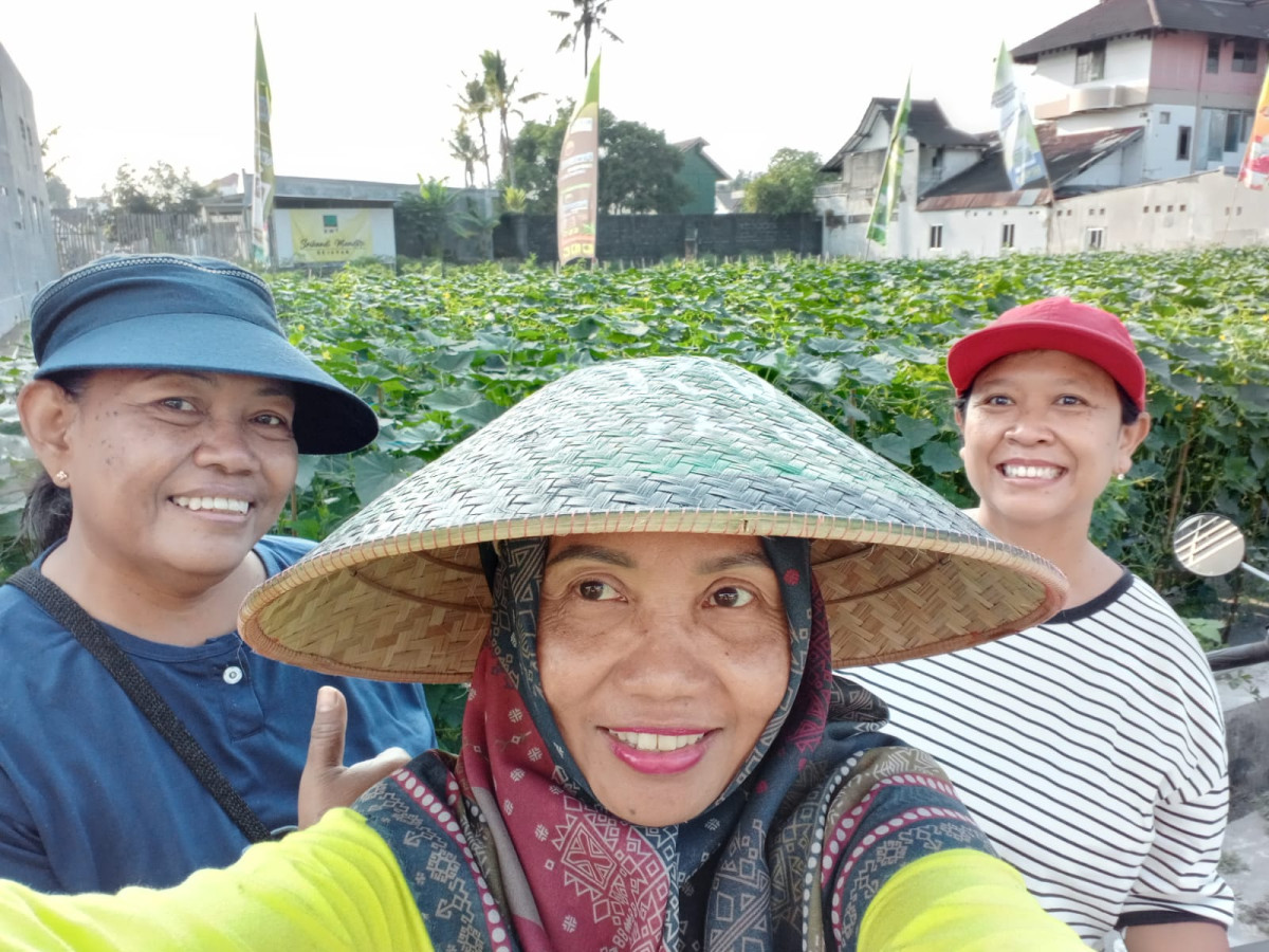 piket pagi dan sore semuanya panen timun baby , jadwal penyetoran terakhir untuk lomba timun baby