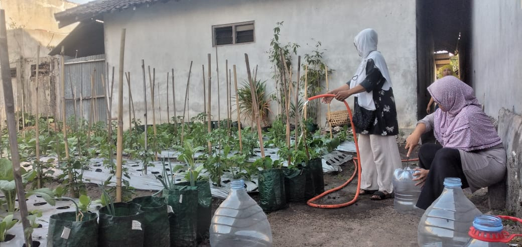 Kelompok wanita tani  (kwt) agawe asri panen sawi dan kangkung. Piket menyiram tanaman semua tanaman diantaranya brambang..