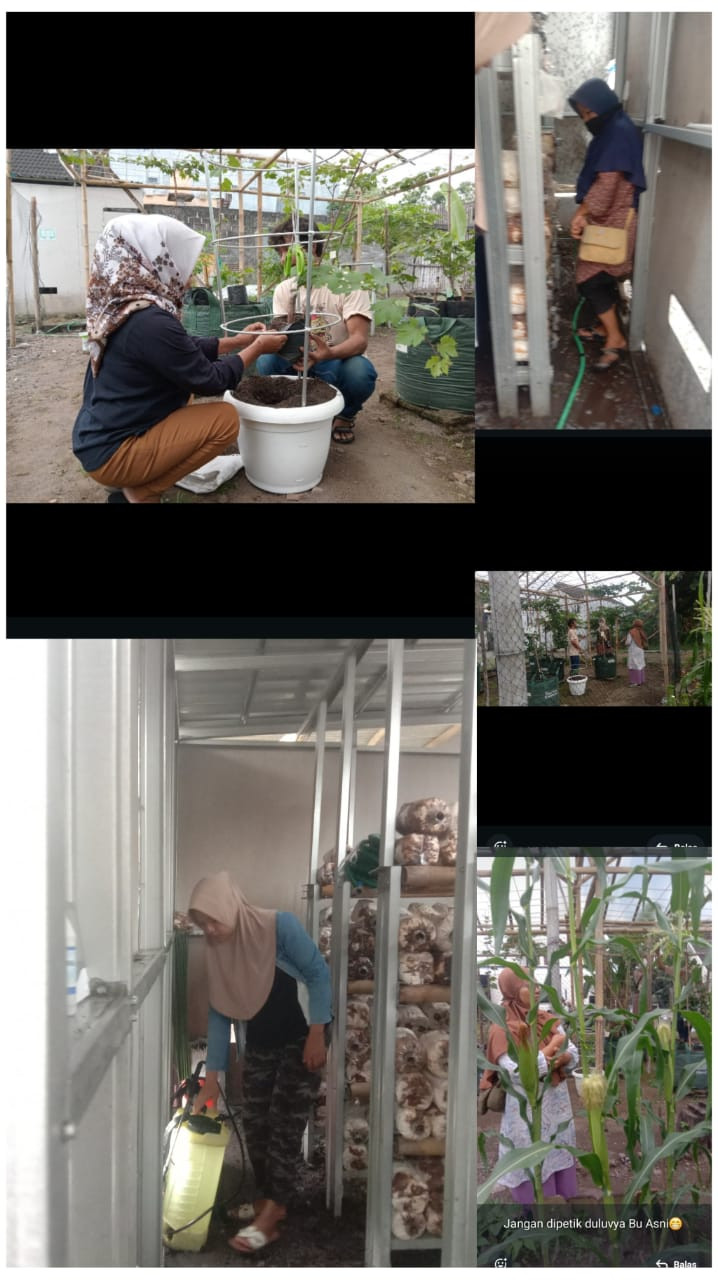 Setiap hari  baik di demplot anggur dan dibeglog jamur  rutin piket ,penyiraman,pemupukan,pruning,penyemprotan,Hari Senin tanam bibit anggur ada 4 varian di tabulampot. Dibeglog jamur pagi siang sore tiap hari di siram