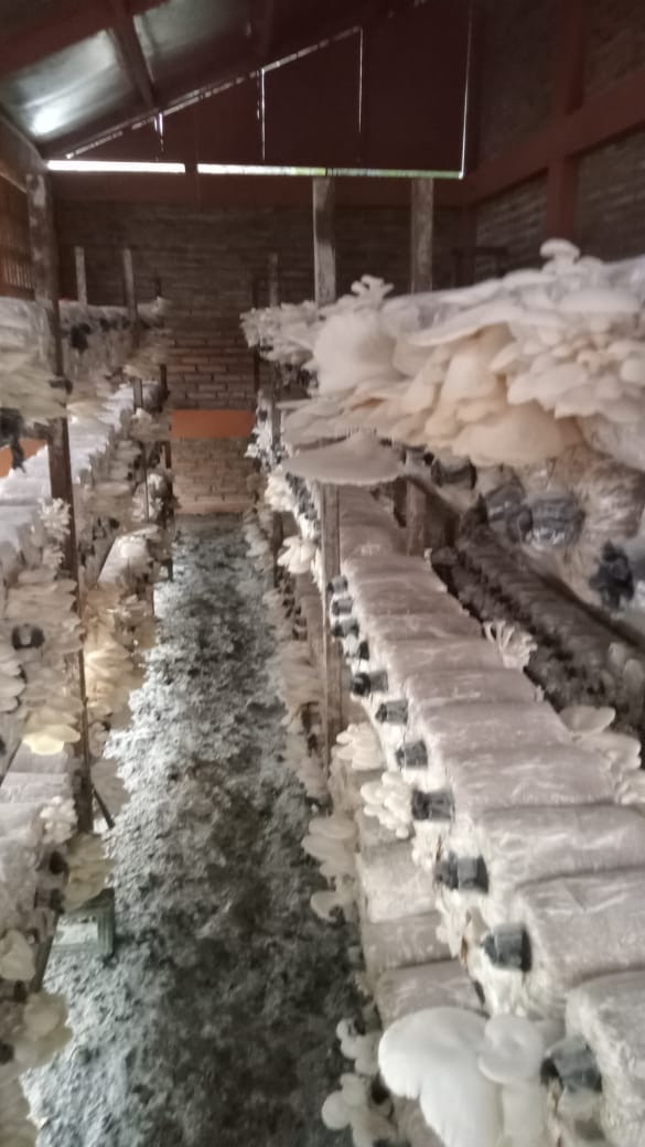 Panen jamur tiram KWT  Sumber Rejeki sebanyak 24.5 kg dan selanjutnya di jual kepada warga