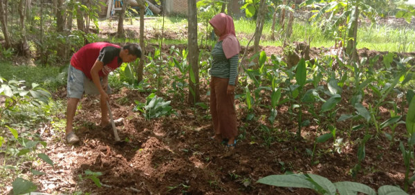 Kampung KB Sengir_Kelompok Wanita Tani Sari Makmur_Pengembangan Lahan Penanaman Umbi Garut