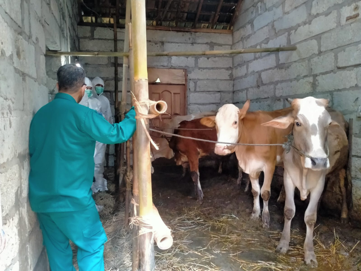 Kunjungan dari puskesmas,dinas perternakan dan BBvet untuk pengambilan darah dan urin sapi