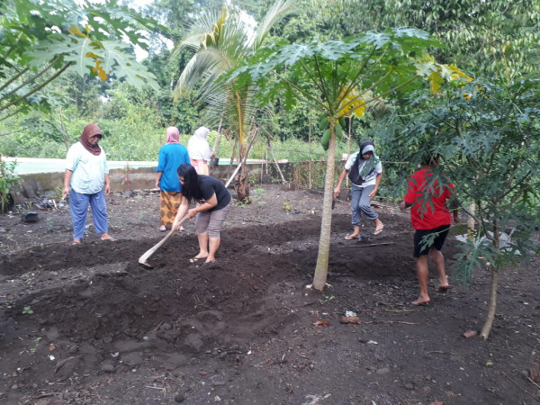 Penanaman Toga dan sayur