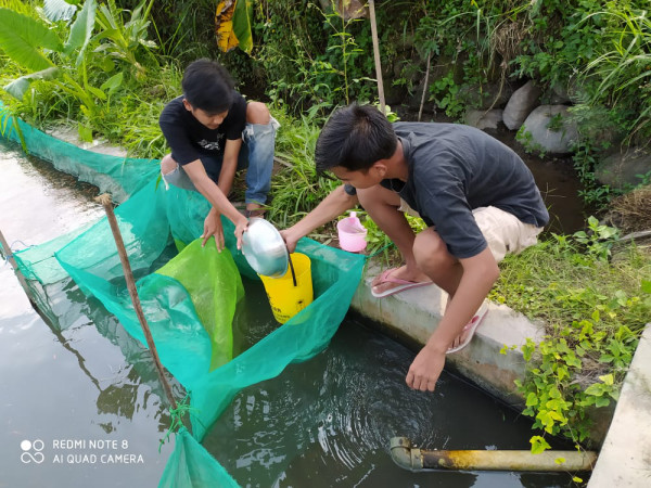 Memanen Bibit Ikan