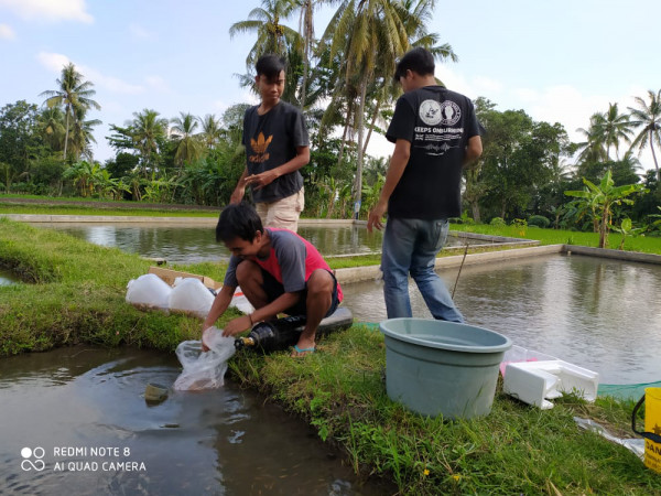 Memanen Bibit Ikan