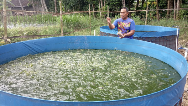 Pemberian makan ikan