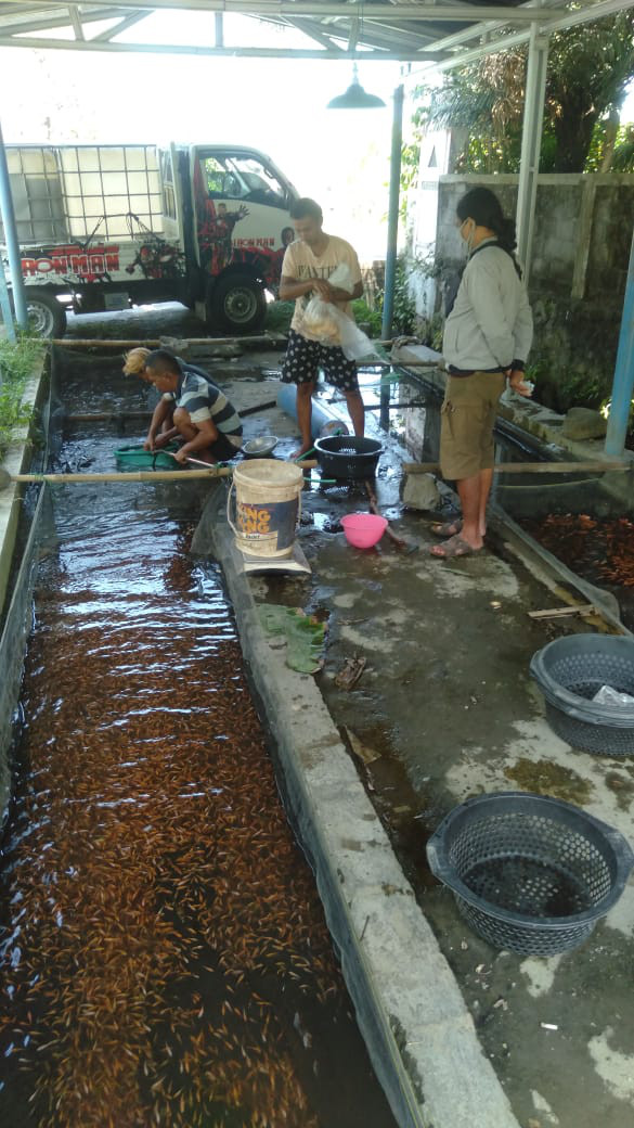 Penjualan Bibit Ikan